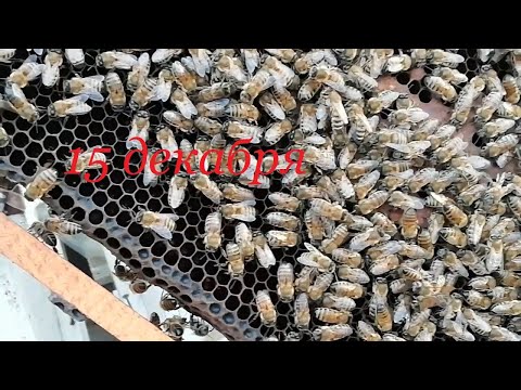 Осмотр стремных семей