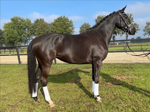 Totilas offspring - Sporthorses.nl - Knappe zwarte 4 jarige merrie v  Glock’s Toto Jr  te koop!