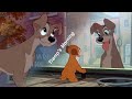 Tramp S Morning Lady And The Tramp HD
