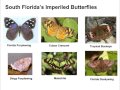 chnep conservation lands the decline and loss of butterflies in southern florida