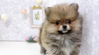 ポメラニアンの動画01