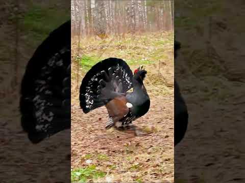 Capercaillie Bird #shorts #short