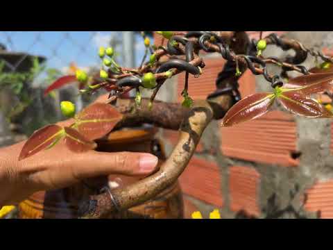 ĐÃ BÁN, Cây mai hoa đẹp giá sinh viên 📞 0348.035.888