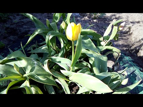 Первый раз в Сфетофоре!Обзор покупок!Новая база для хорьков!