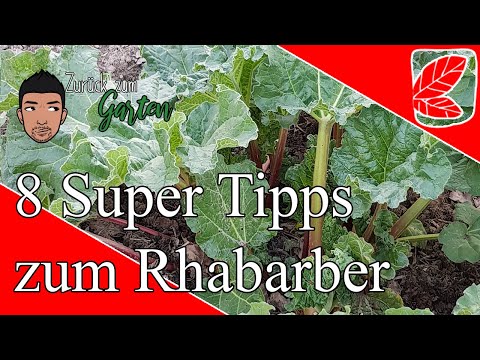 8 Super Tipps zum Rhabarber - Quick Tipp #6