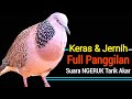 Suara Burung Tekukur Pikat MP3 Paling Gacor Untuk Pancingan