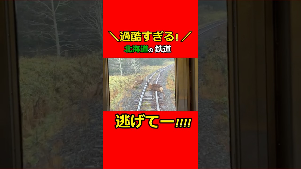 【危険】JR北海道の鉄道旅行は鹿だらけ！衝突寸前！過酷すぎる普通列車の旅！ #鉄道 #北海道 #ローカル線