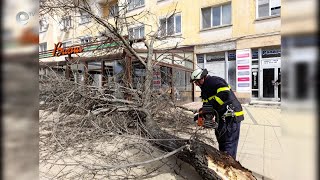 Множество изпадали дървета и отчупени клони в Кърджали, заради силните пориви на вятъра