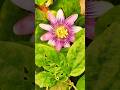 Passion Flower #shorts