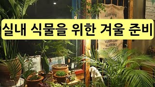 실내 식물 관리를 위한 겨울 준비(사람을 위해서도 준비)
