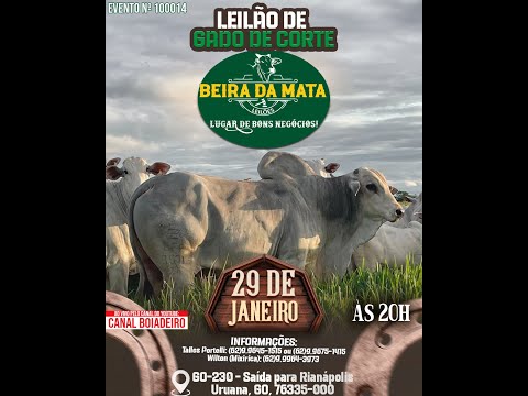 Beira da Mata Leilões - Uruana GO - Leilão de Gado de Corte em Goiás @canal.boiadeiro #live #gado