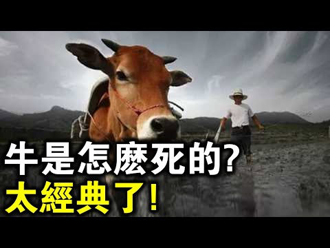 佛教 牛