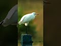 Kokku Meena Thinguma Song