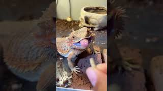 もぐもぐペロちゃん😋#reptiles #フトアゴヒゲトカゲ #animals