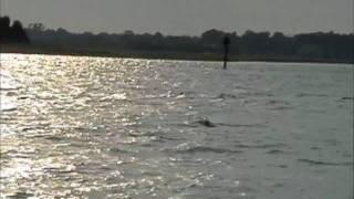 preview picture of video 'Wrightsville Scenic Tours- Harbor Porpoise'