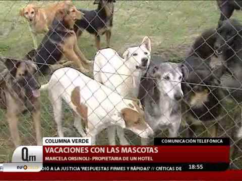 QM NOTICIAS - COLUMNA VERDE - VACACIONES CON LAS MASCOTAS