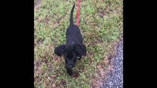 Labmaraner Puppy 10 weeks old, out for a walk working on recalls