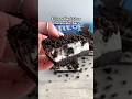 4 Ingredient Oreo Cheesecake Bars