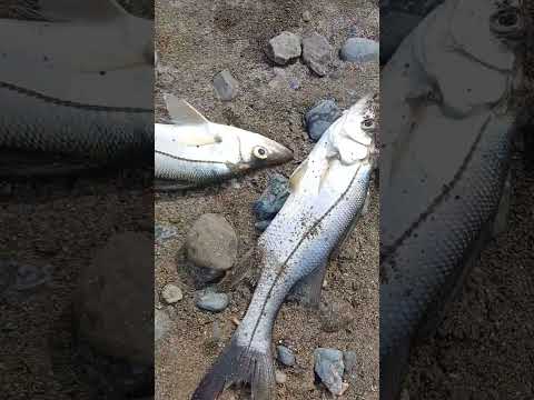 Pesca de Gualajos con marea media creciente en la boca de Río negro #pargosactivos