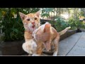 FUNNY FIGHTING GAME Ginger Kittens Playing Fight And Sneaky Tuxedo