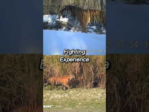 Pure Blood Siberian Tiger VS Pure Blood Bengal Tiger #animals #wildlife #shorts
