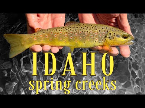 Fly Fishing Spring Creeks of Eastern Idaho