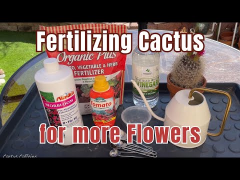 How to Fertilize Cactus to Make them Bloom