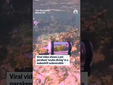 Viral video shows a pet parakeet 'scuba diving' in a makeshift submersible
