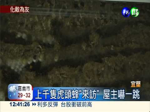 虎頭蜂來作客! 屋主當生態教育