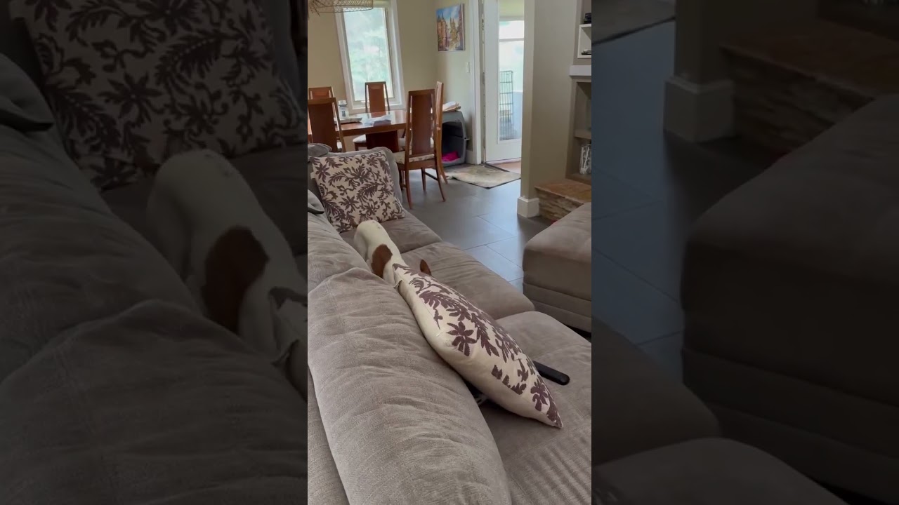 Enlarge Winnie, a Adoptable mixed breed in West Olive, MI video 6/6