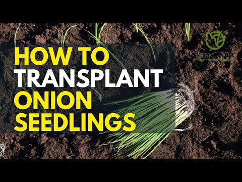 Bulb Onions Farming In Kenya Best Onion Fertilization Schedule 2025