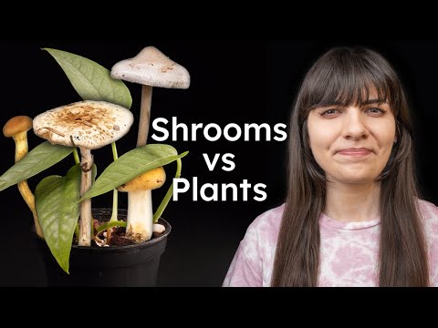 Mushrooms in my Houseplants: Good or Bad?