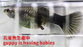 孔雀魚生產紀錄 guppy is having babies | Guppy breeding | Guppy is giving Birth | 4K video