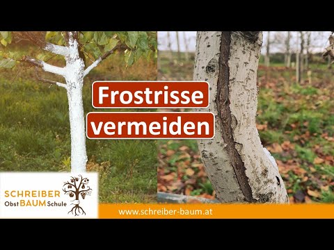 , title : 'Obstgarten im Dezember - jetzt schon Bäume schneiden Ist ein Weißanstrich nötig?'