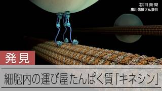 細胞内の運び屋、モーターたんぱく質の「キネシン」　多くの疾患に関与
