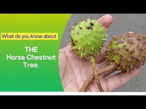 The Horse Chestnut Tree