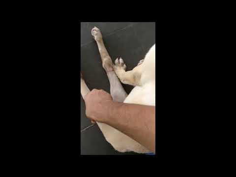 Blue cross Volunteer-ship