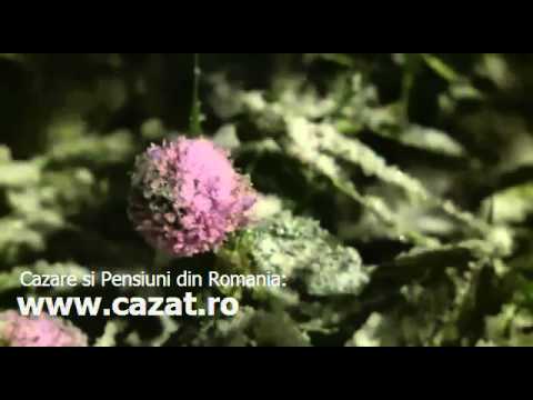 Cazare Frunza, Gorj - Cazat.ro