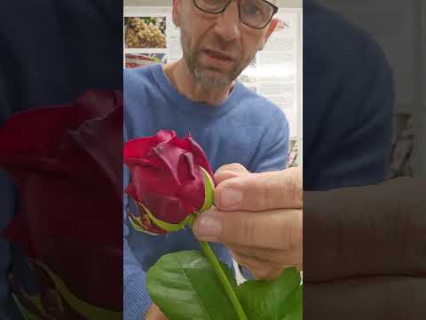 Jak poznat, že je řezaná růže čerstvá - Florea.cz