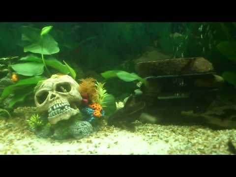 pseudotropheus zebra blue red -=BM=-