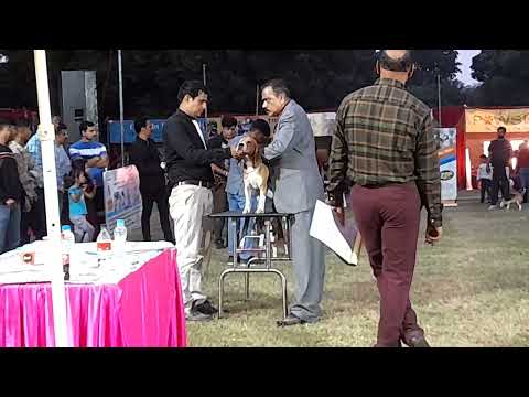 #BEAGLES #RING #IN #PANCHKULA #DOGSHOW #JUDGE #MR.CV.SUDARSHAN