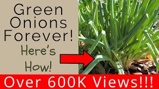 Keep green onions multiplying and you