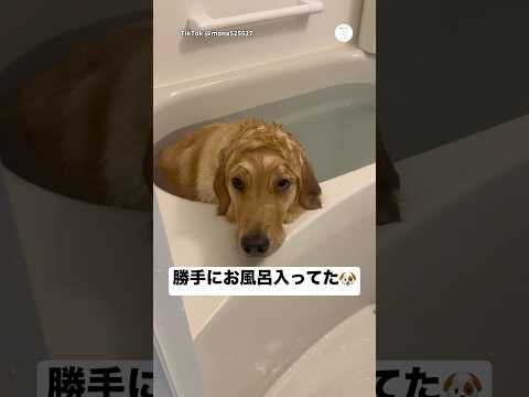 ママが掃除機をかけてる隙に…勝手にお風呂に入ってた犬😂　#ゴールデンレトリバー #大型犬　#犬　#いぬ　#可愛い犬