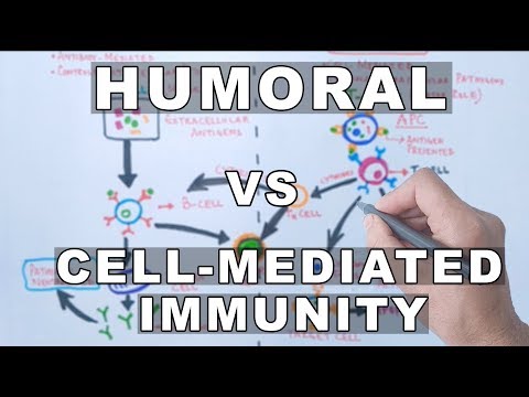 Humoral and Cell Mediated Immunity