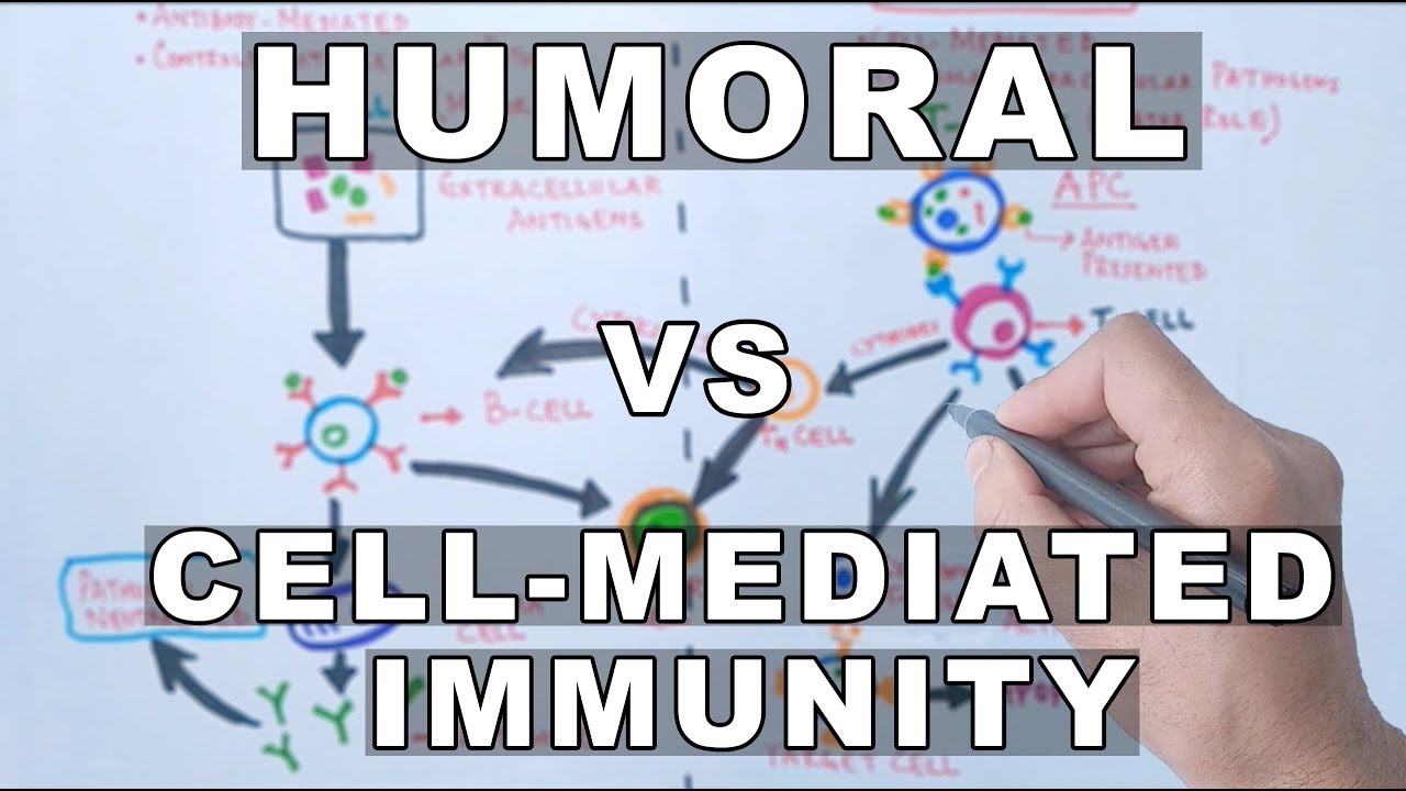 Humoral and Cell Mediated Immunity