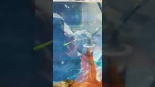 0.10 mm İstavrit Çapari kösteği su altı aksiyonu