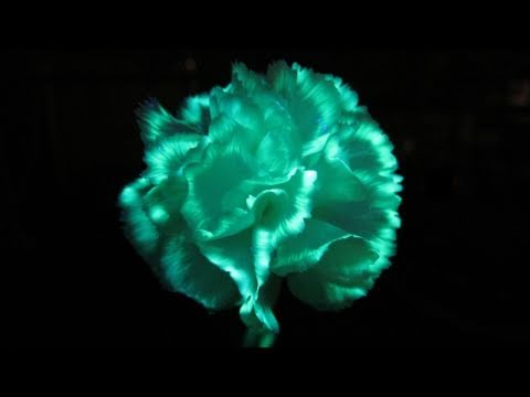 YouTube video about: What lighting direction can make a flower's petals almost glow?