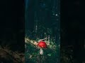 Will You Remember Me Pcam Audio
