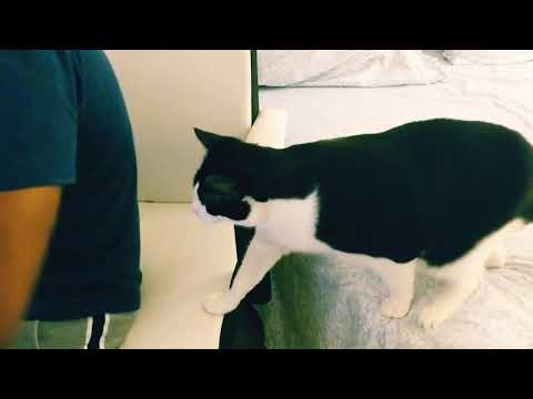 Alexander demands food