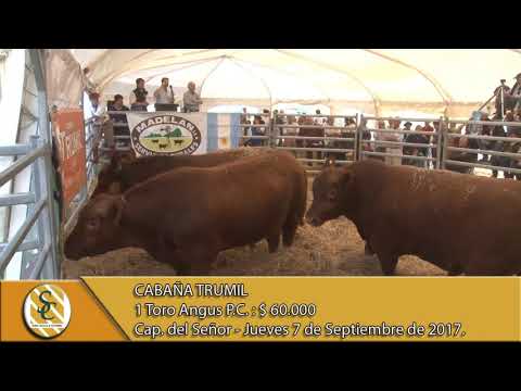 07-09-17 Venta de Toros P.P., P.C. y P.R. - Cabaña Trumil - Capilla del Señor.